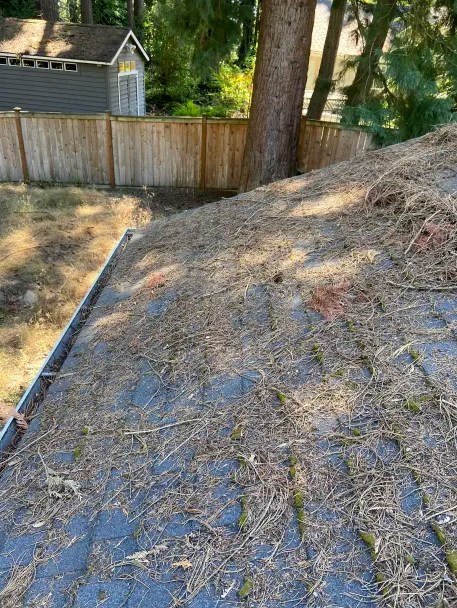 Roof - Before Cleaning